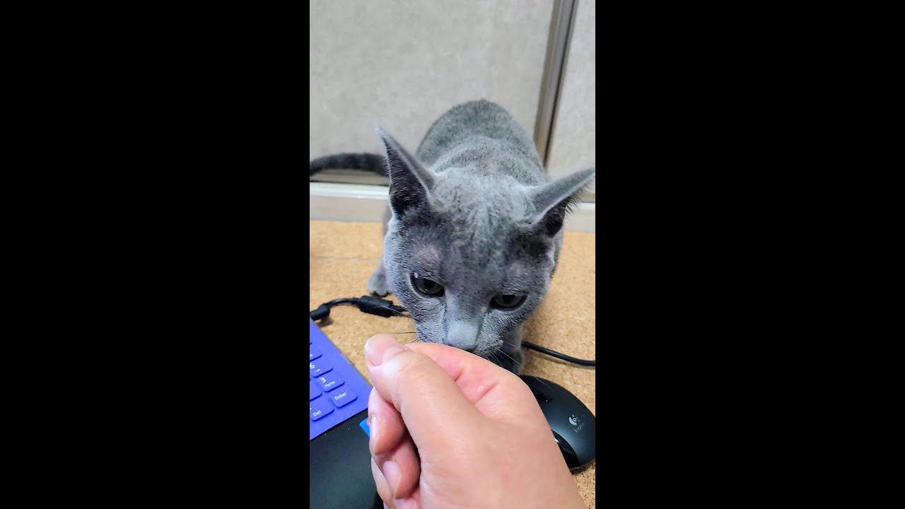【猫動画】スリスリしながら甘噛みするロシアンブルー【russianbule】Russian Blue with a sweet bite