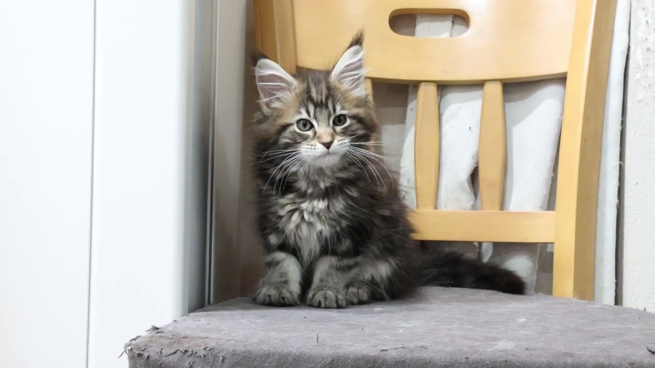 メインクーン子猫達新居へ飛び立ちました