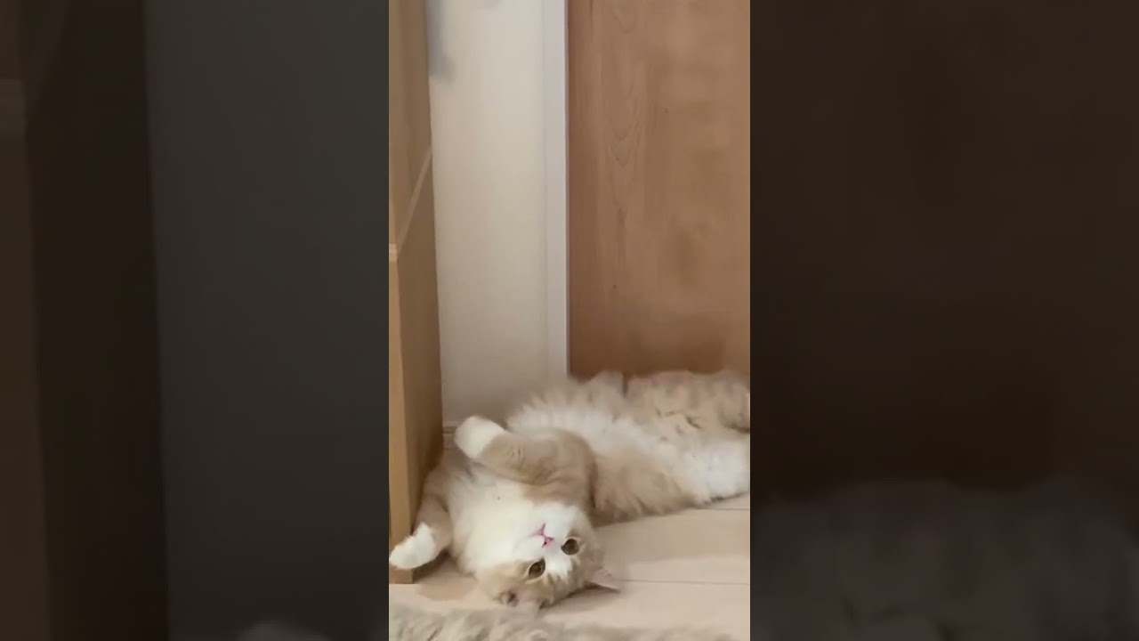 転がるもふもふ【子猫】【スコティッシュフォールド】#funnycats #cats #kitten #スコティッシュフォールド #cat