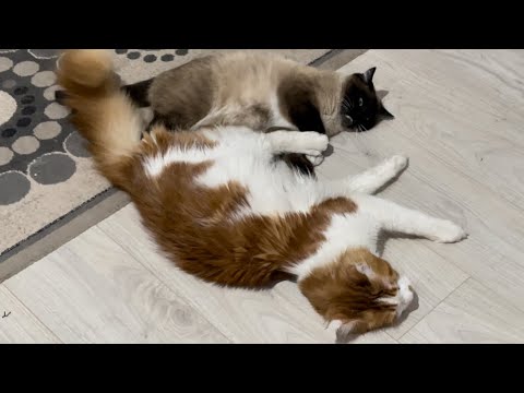 シャムネコとメインクーンが喧嘩した結果・・