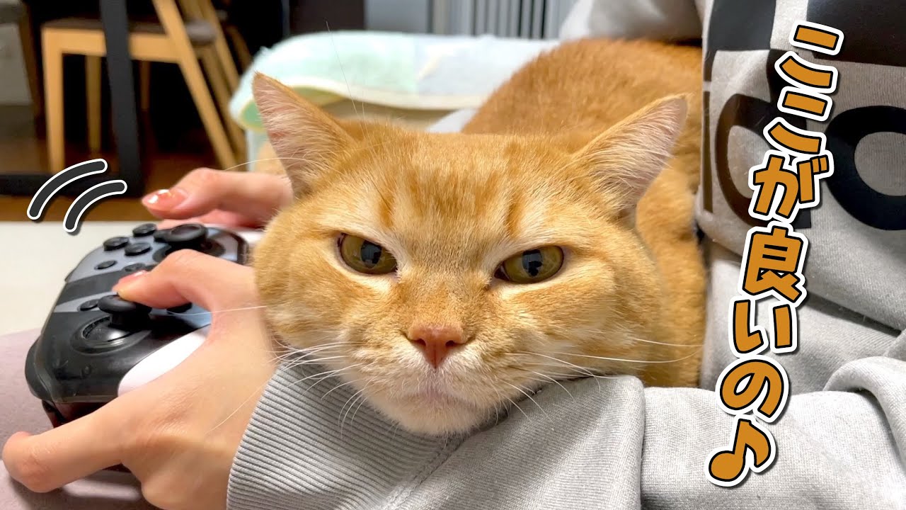 ママが動いてもお構いなしに居座る甘えん坊猫が可愛すぎる！