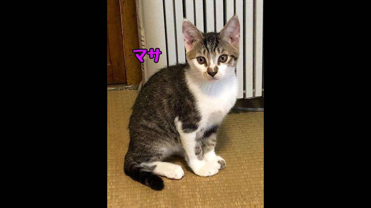 保護した子猫のときからの３年間を振り返ります｜猫のマサのうちの子記念日