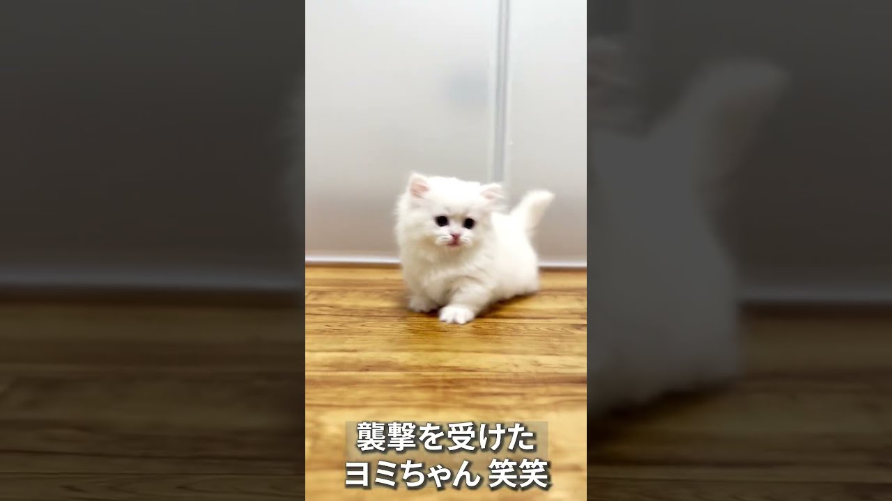 【子猫の成長記録】#shorts #ミヌエット #マンチカン #子猫