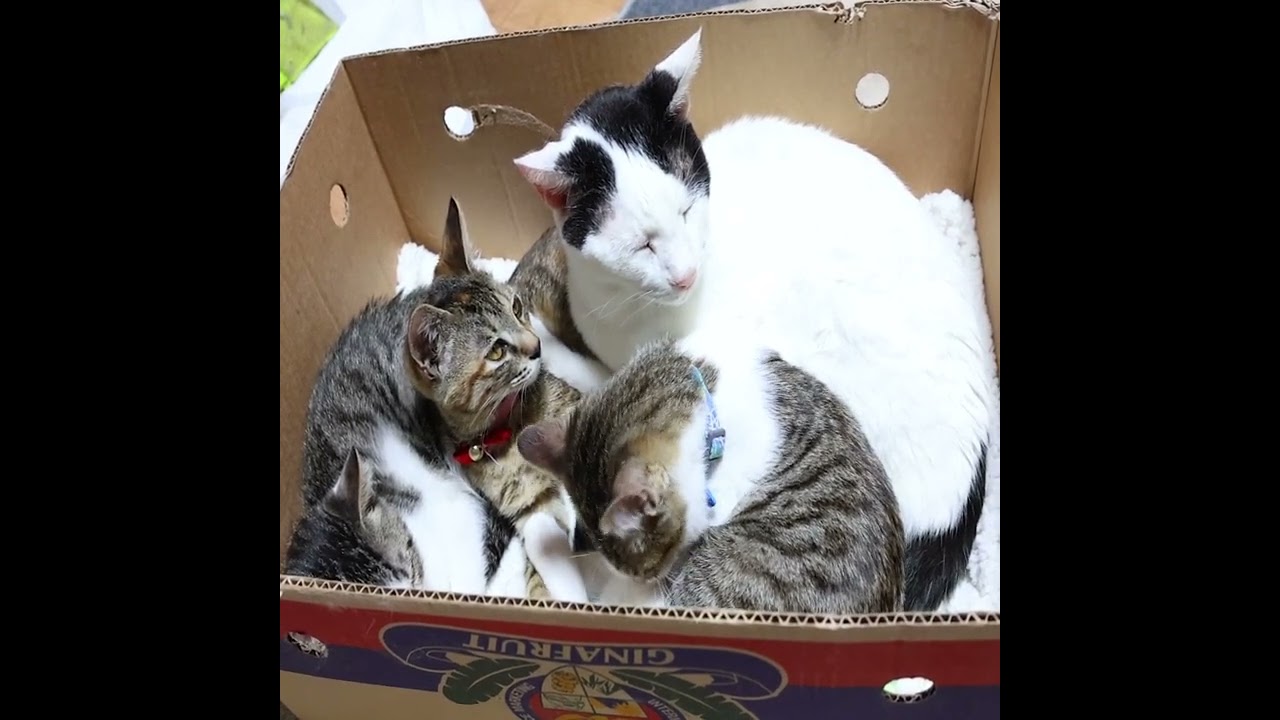 箱のちびと子猫たち 230105