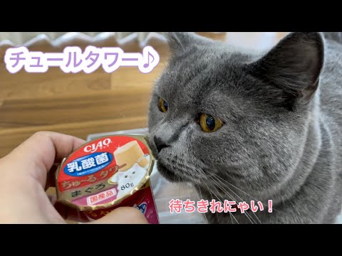 猫さん初めてのチュールタワーに大満足♪【ブリティッシュショートヘア】