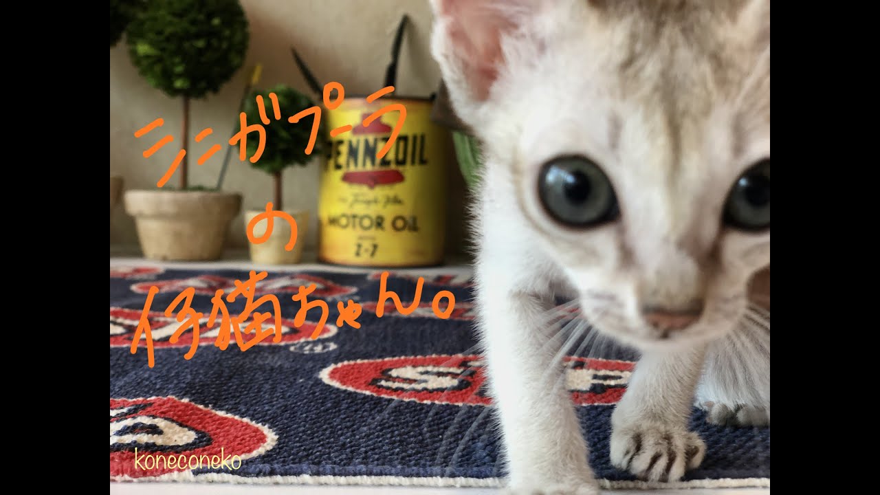 【シンガプーラ　子猫】元気いっぱいで甘えん坊なシンガプーラちゃん❣️ #Shorts