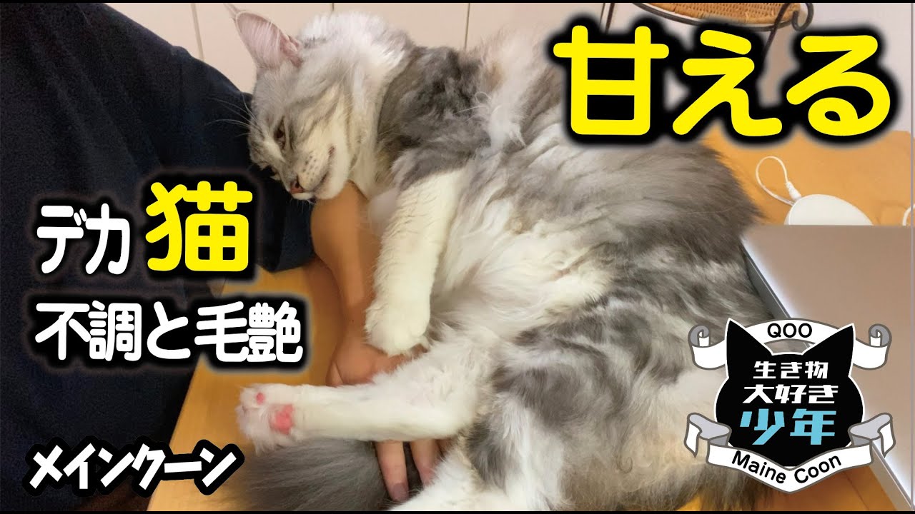 【メインクーン】甘える大型猫の病気と毛艶の関係