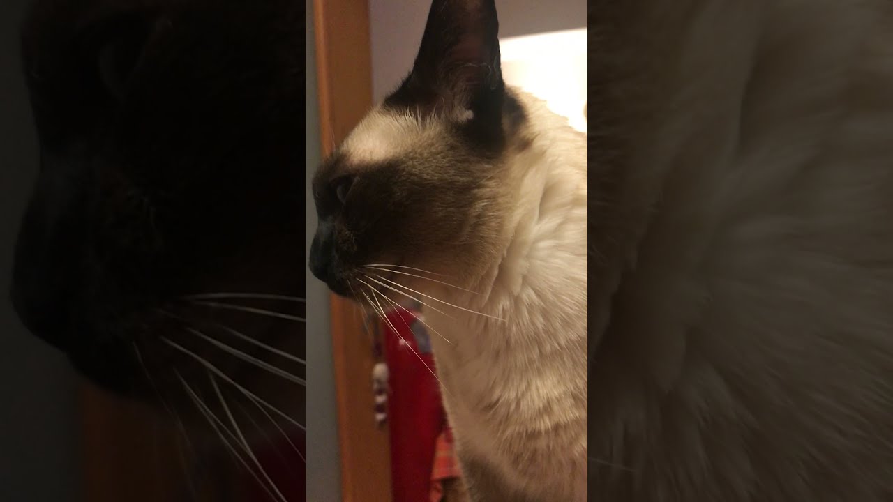 瞑想しながらご飯待ちをするトンキニーズなのにゃ♪