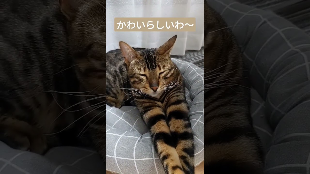 なんだかんだおじさんの横で寝たいベンガル　#shorts