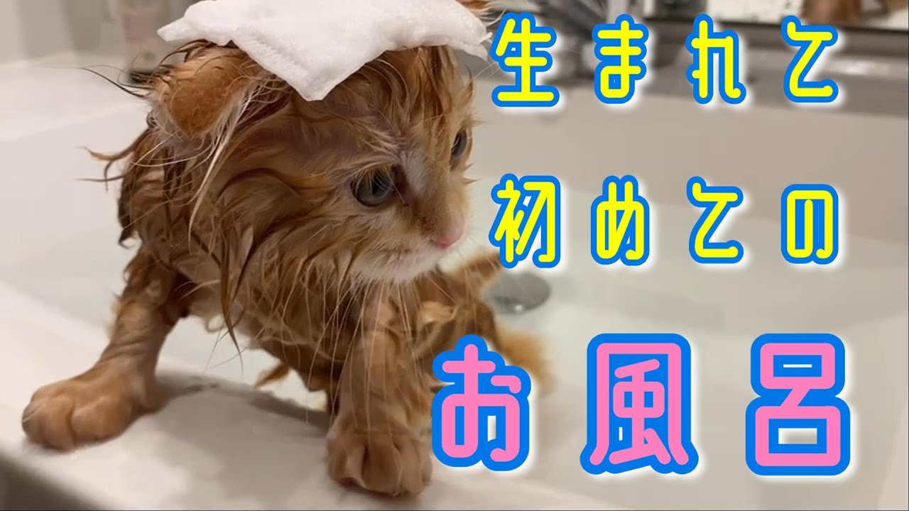 子猫が初めてのお風呂で限界まで我慢する【スコティッシュフォールド】