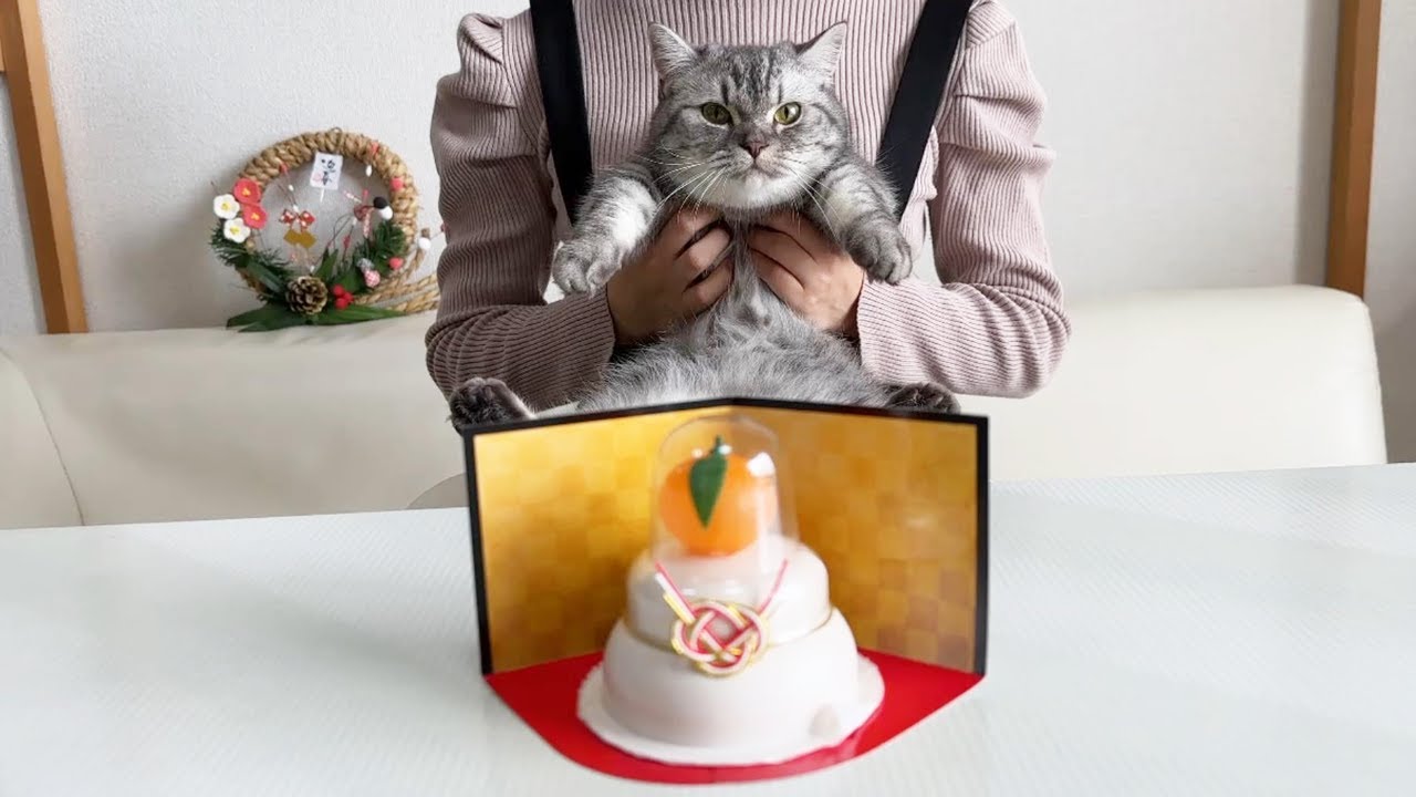お節料理を楽しみながら新年のご挨拶をするマンチカンの猫ですｗ