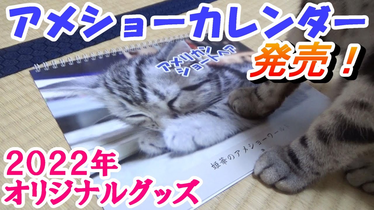 オリジナルアメショーカレンダー２０２２　発売！　（アメリカンショートヘア子猫）