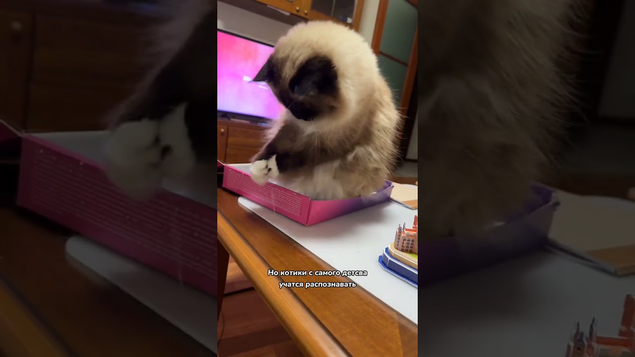 Нужно ли разговаривать со своей кошкой