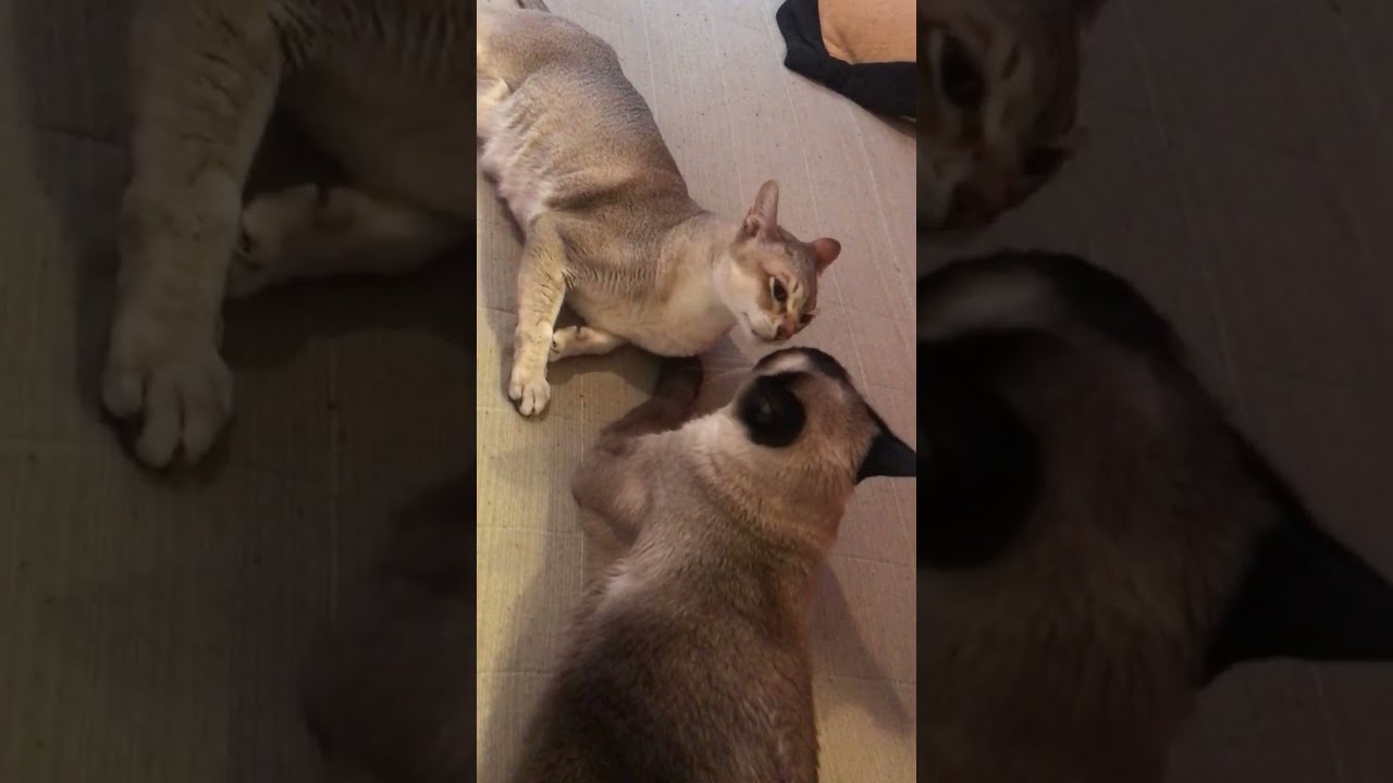 仲良しペロペロからのペシッてなっちゃうシンガプーラとたぬき猫なのにゃ♪