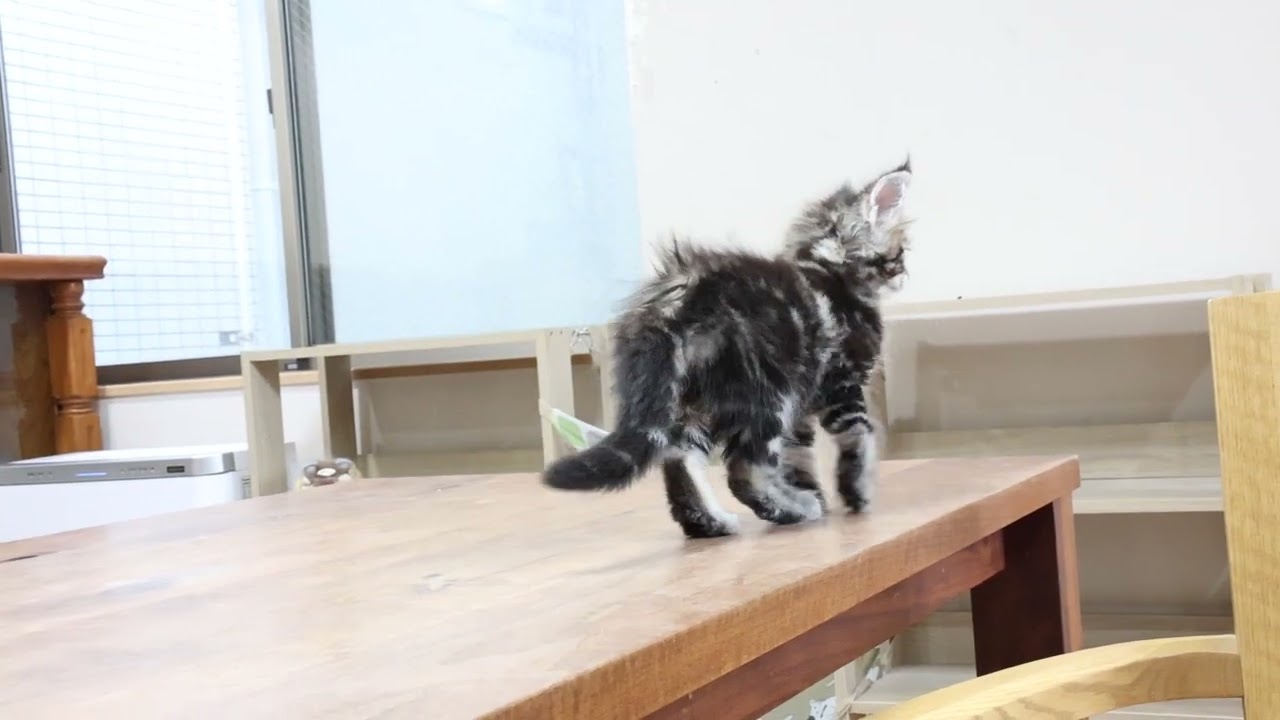 素敵なブラウンのメインクーン子猫光太君