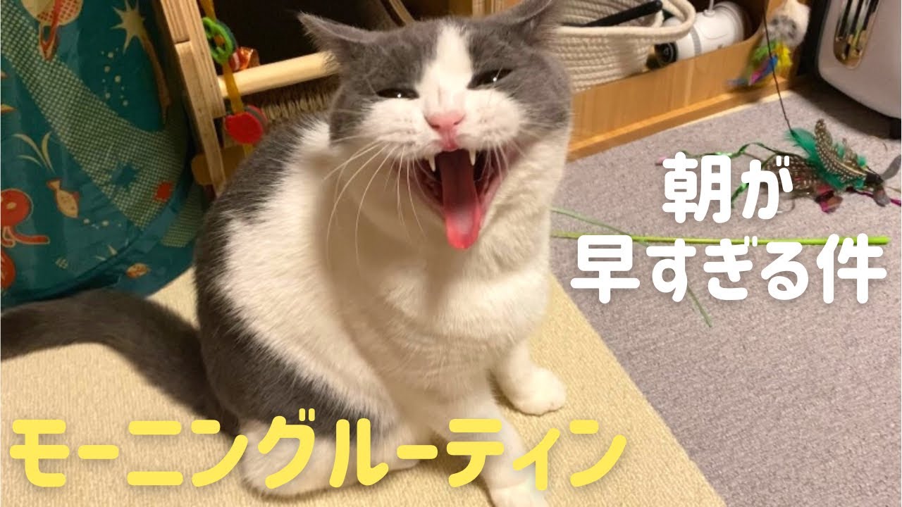 1才のハチワレ猫と暮らすモーニングルーティン【ブリティッシュショートヘア】