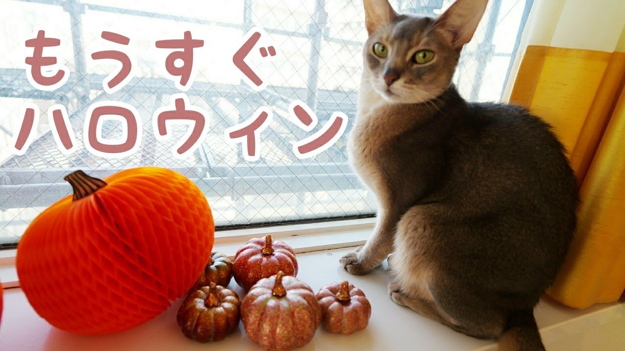 MONTAもハロウィンの気配　メインクーン、ソマリ、ベンガル、アビシニアン