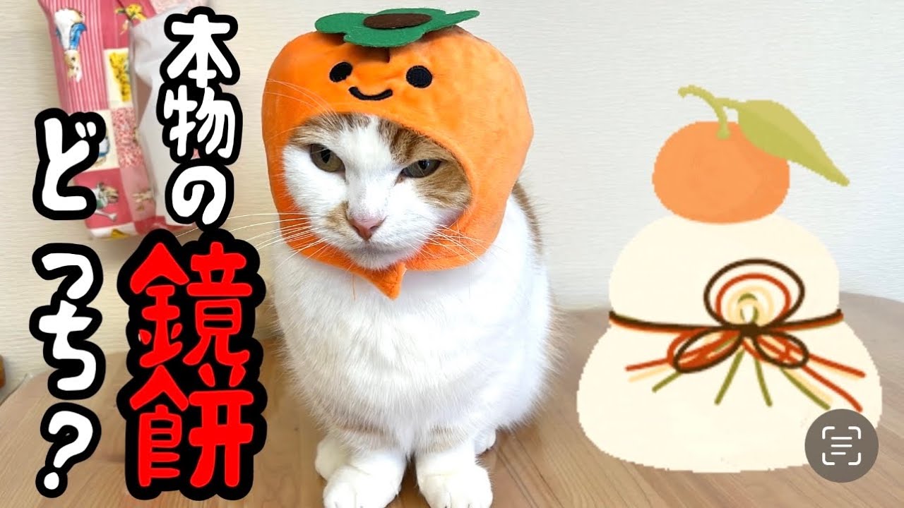 鏡餅になったねこ2023【短足マンチカン】#625