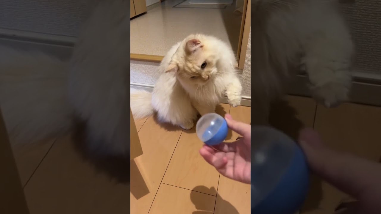 焦らされるのは嫌いな猫【サイベリアン】 #shorts #ショート動画　#猫