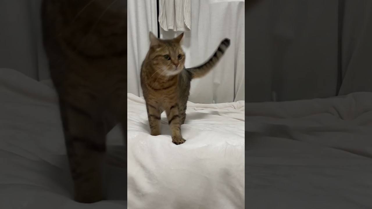 【猫動画】喧嘩を売ってきた猫を驚かせたら…　#shorts