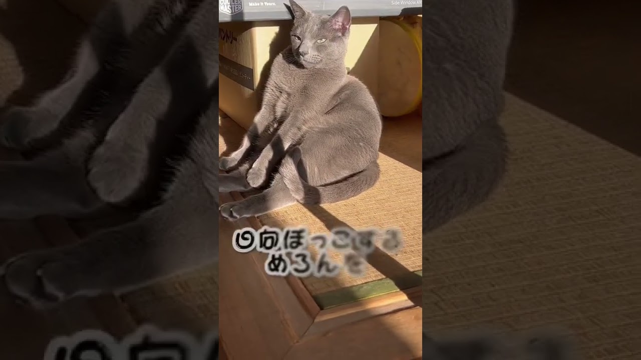【ロシアンブルー】寒いので😅日向ぼっこめろんを集めてみました😌【猫】#shorts