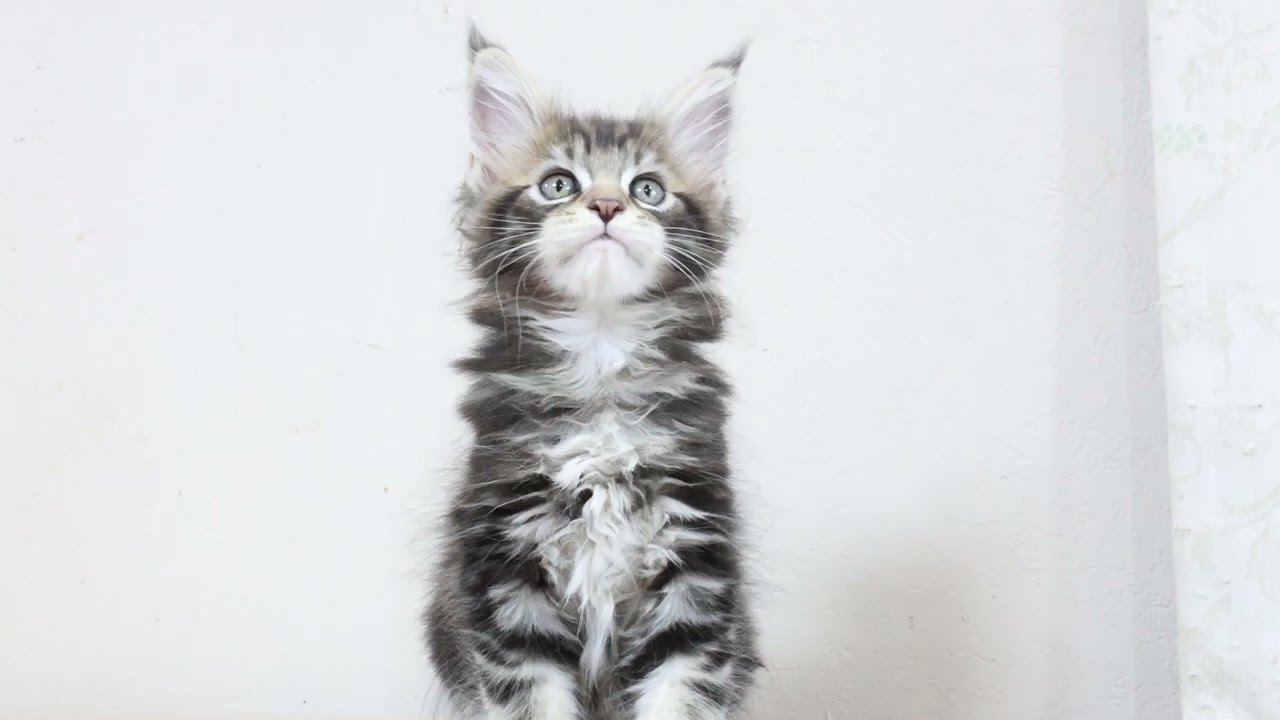 素敵なブラウンのメインクーン子猫浩太君