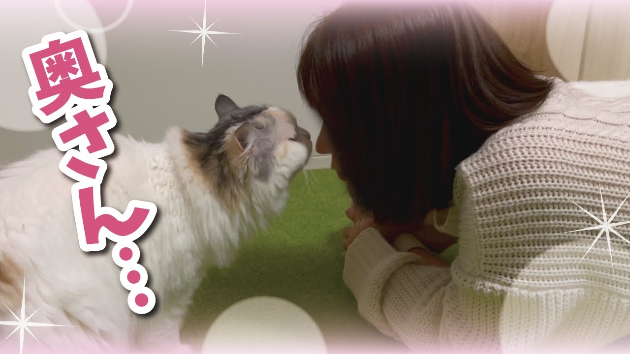 超絶不仲だった猫と奥さんがついにこうなりました【関西弁でしゃべる猫】