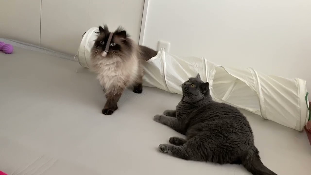 毛虫ヒマラヤンと動かない ブリショー