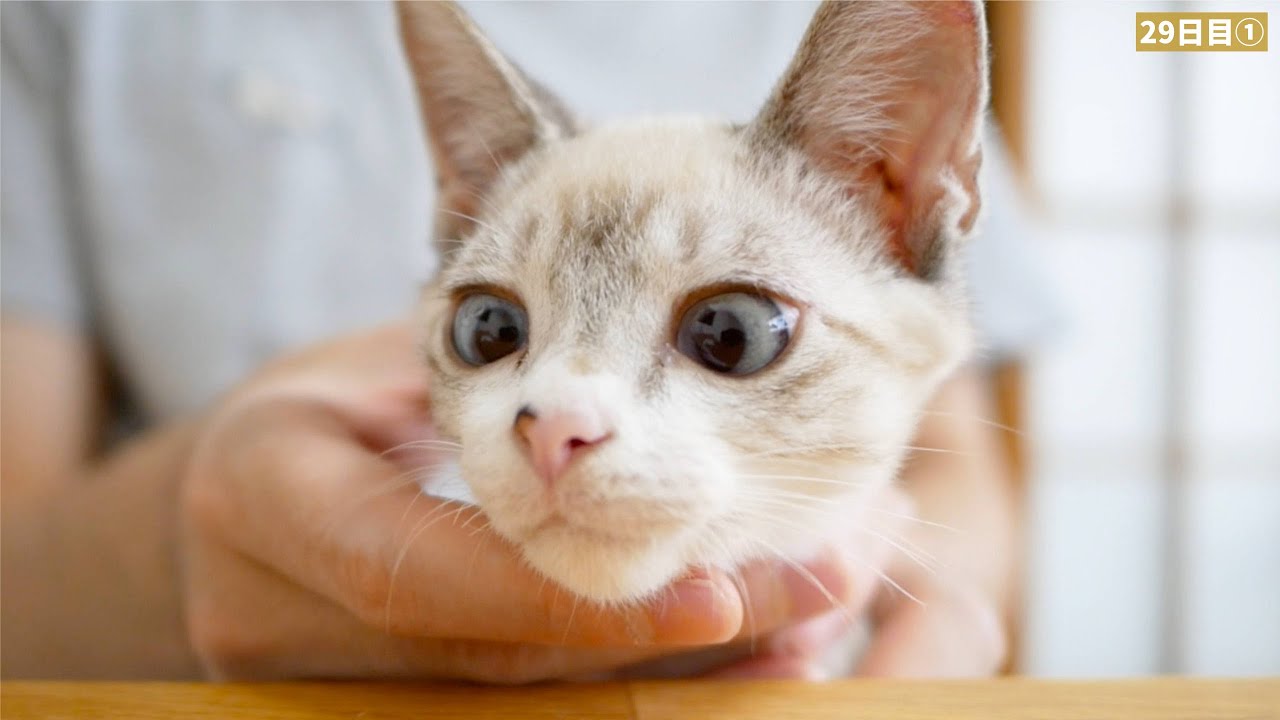 「食べたいな…」飼い主のご飯を狙う子猫がかわいすぎた…😂
