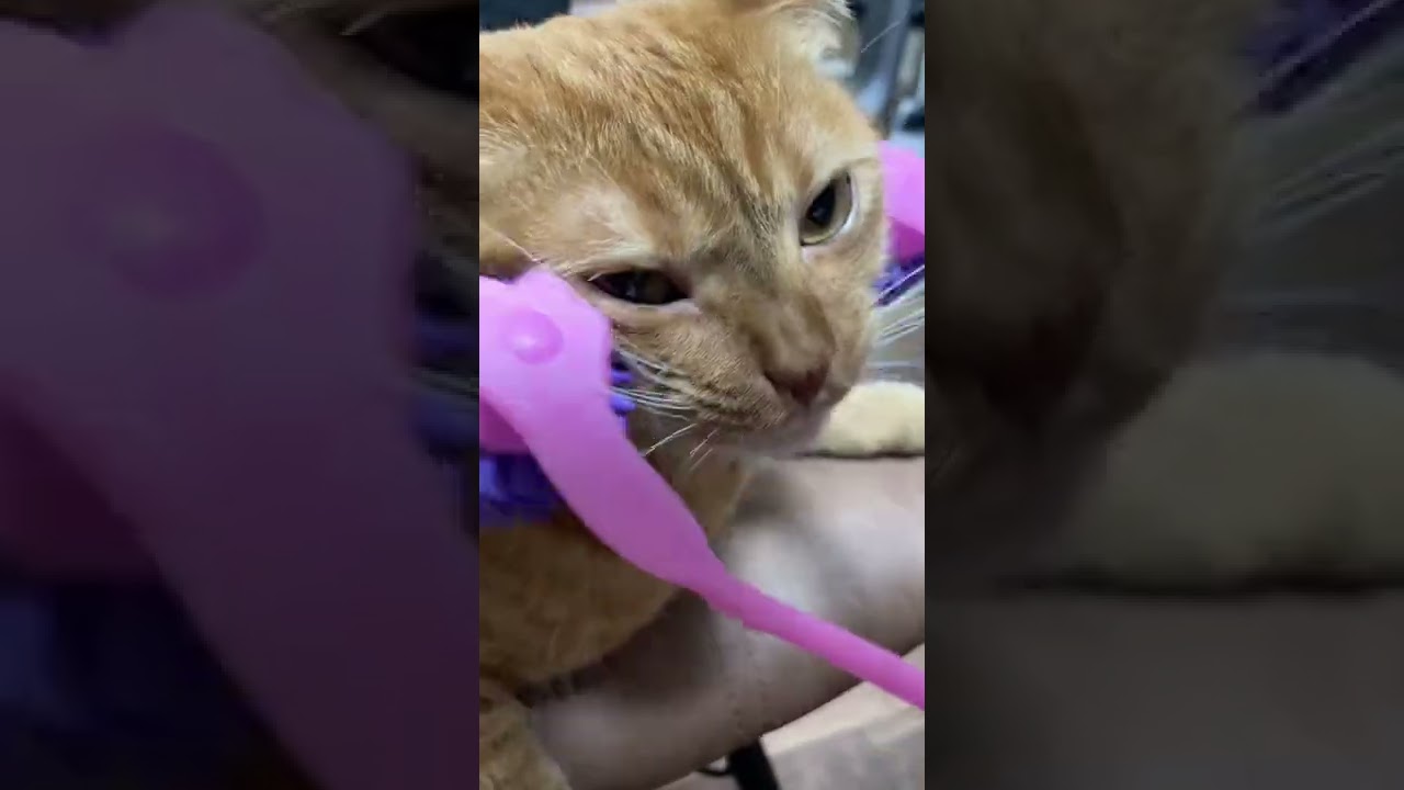 【スコティッシュフォールド】マッサージが好きな猫🐈 #shorts