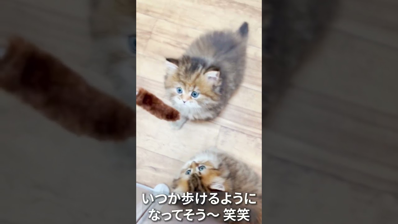 二足歩行の練習〜✨#マンチカン #マンチカン子猫 #子猫 #shorts #ミヌエット