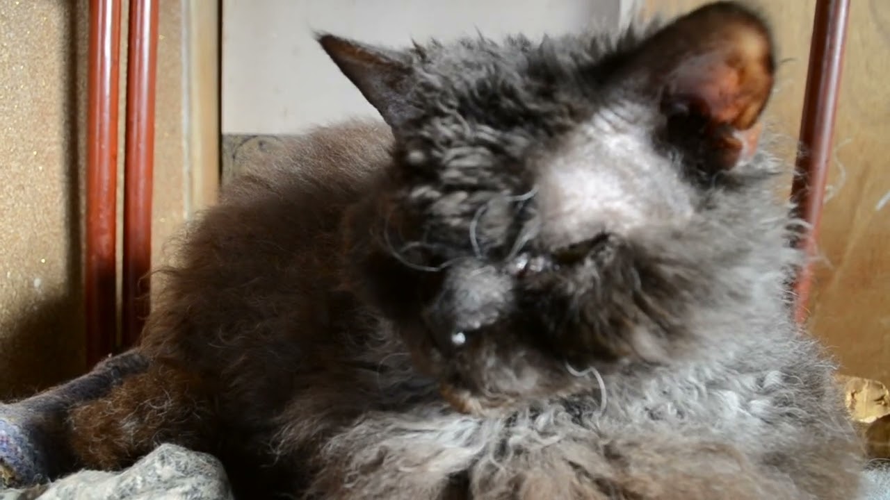 Shuan,the Selkirk Rex セルカークレックスのシュワン