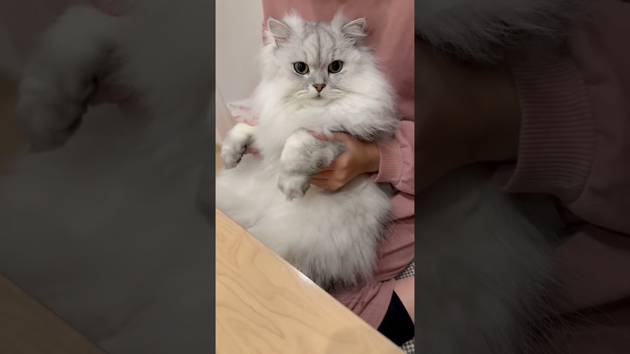 無抵抗で操られる猫 【サイベリアン】 #Shorts