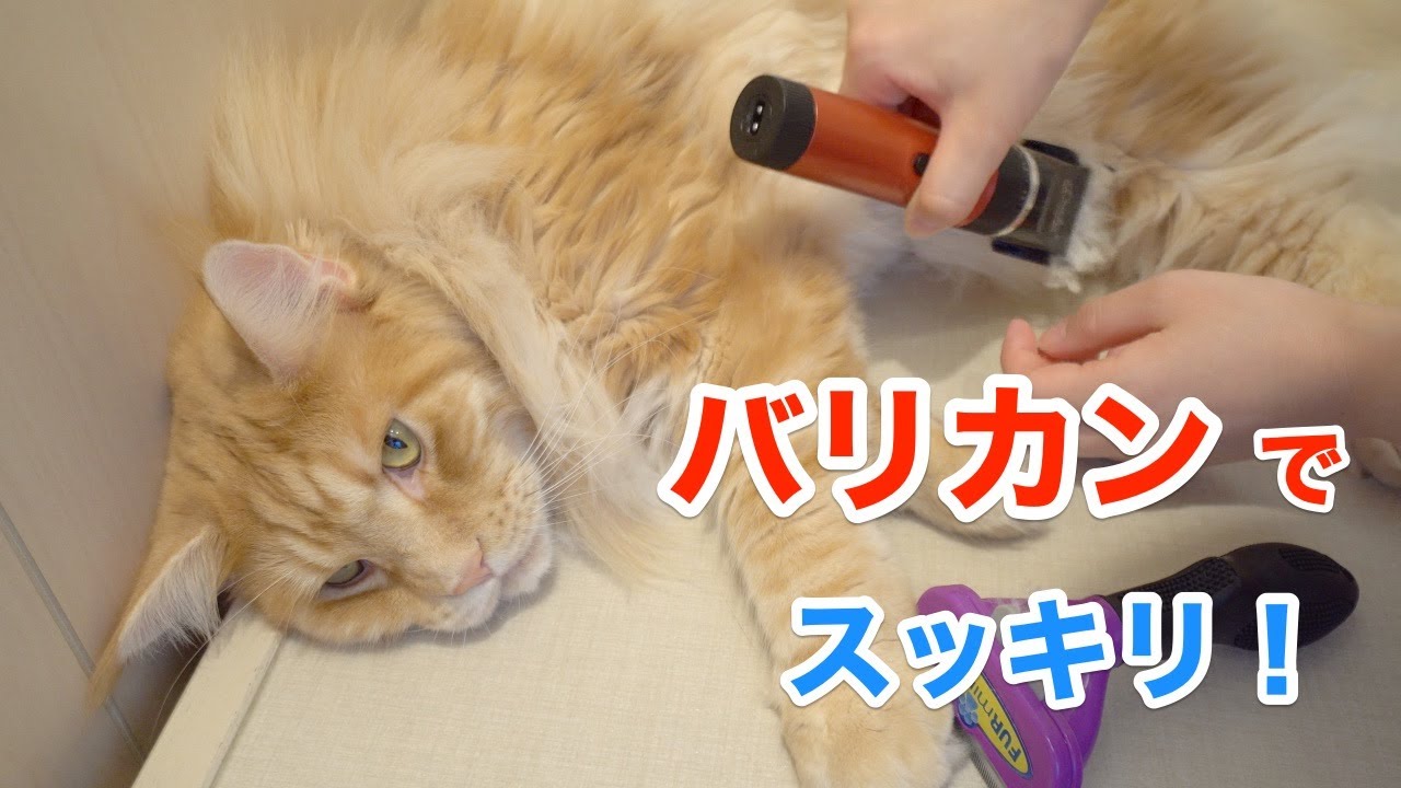 長毛猫のブラッシングとバリカンはこんな感じ♪【大きい猫 メインクーン】