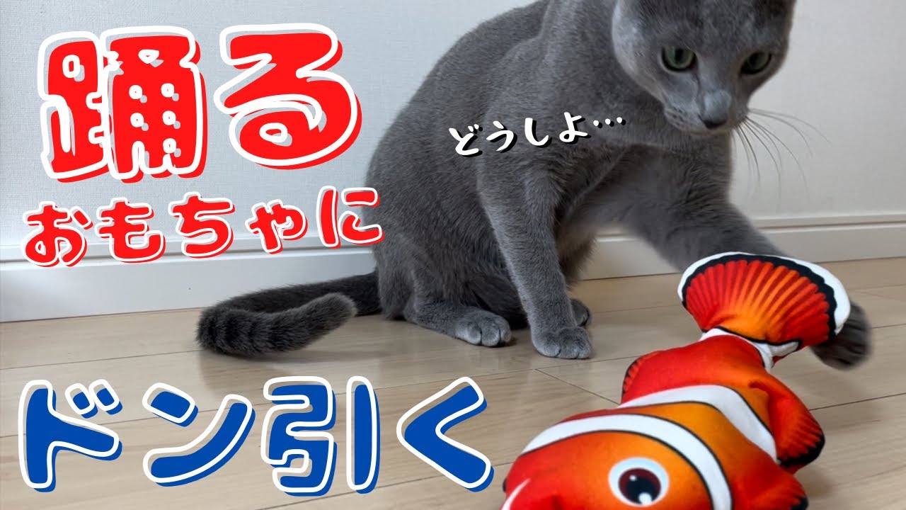 過去一『シュールな動画』撮れましたｗ【ロシアンブルー】