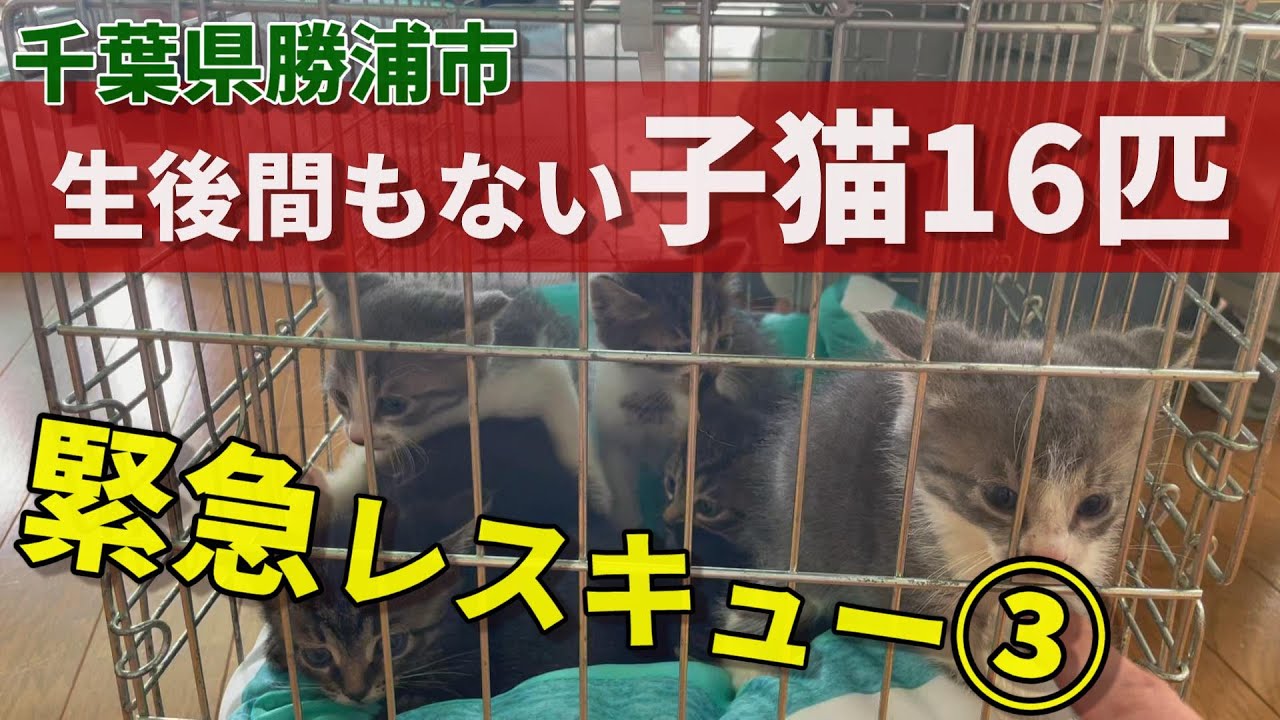 【間違った動物愛護観】勝浦で生後間もない子猫16匹を緊急レスキュー③：６８７