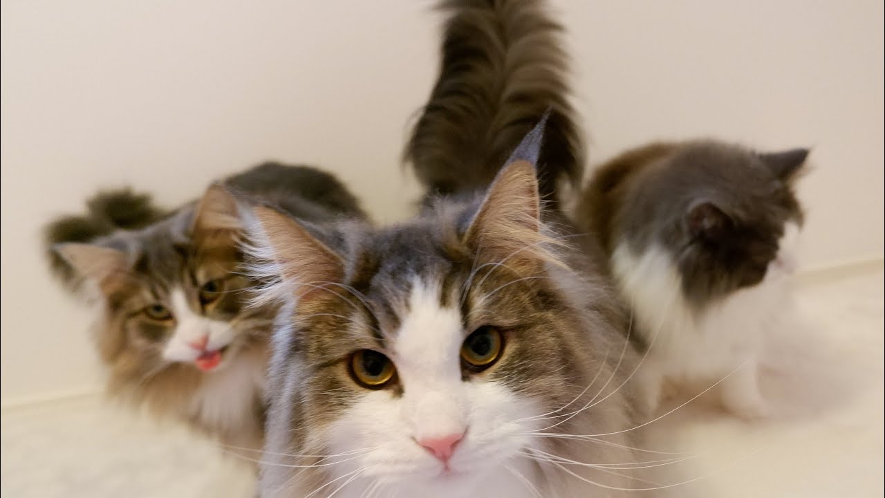 【愛】シャール大好き兄弟❤︎ノルウェージャンフォレストキャット‼︎