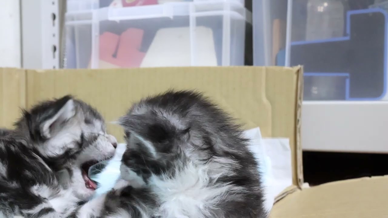 キュートなシルバーのメインクーン子猫