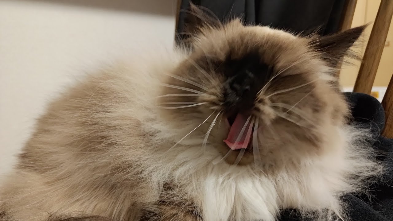 【ヒマラヤン】犬並みにお腹を出してくる猫【甘えん坊】