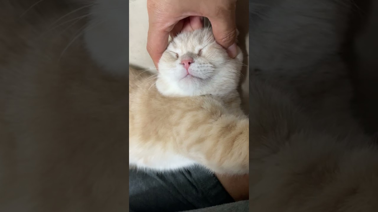 子猫にフェイスマッサージしてみたら…【スコティッシュフォールド】#shorts #かわいい #子猫