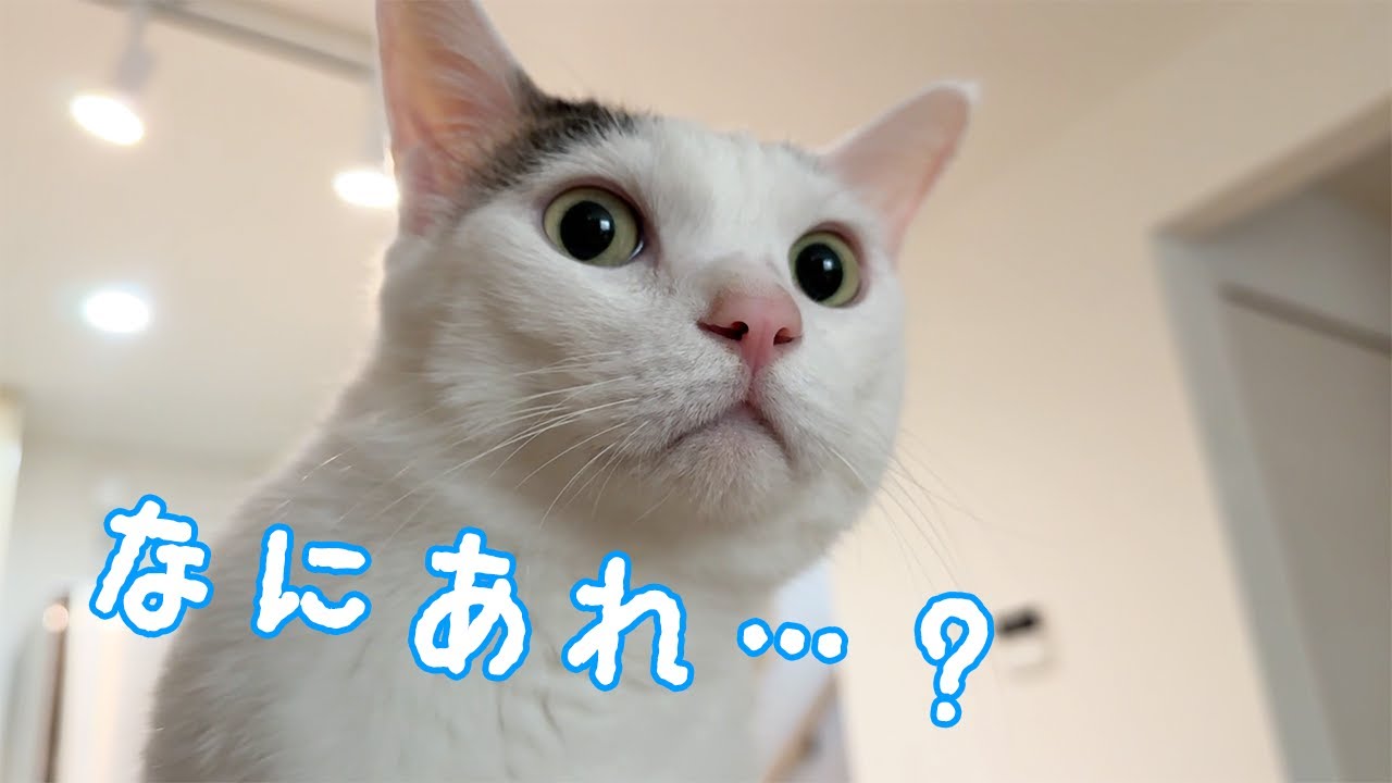 チロさんが何かを見つめてて怖すぎる…