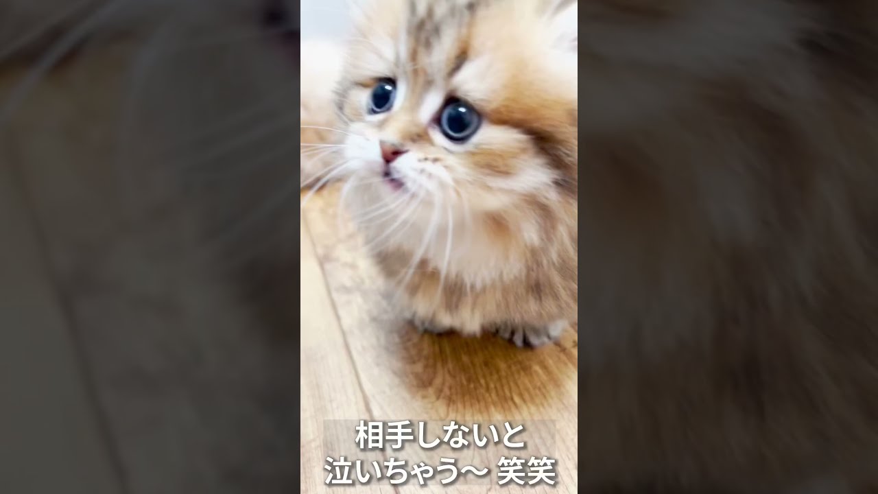 淋しくて泣くの可愛い😍#マンチカン #マンチカン子猫 #子猫 #shorts #ミヌエット