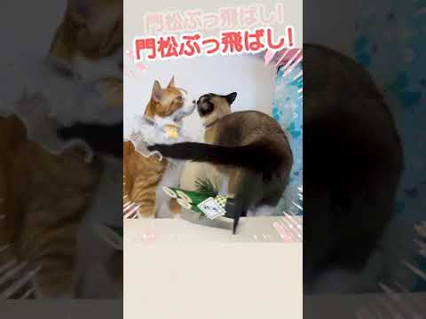 長いしっぽで門松をぶっ飛ぶばすシャム猫 #shorts A Siamese cat that uses its long tail to hit a pine tree