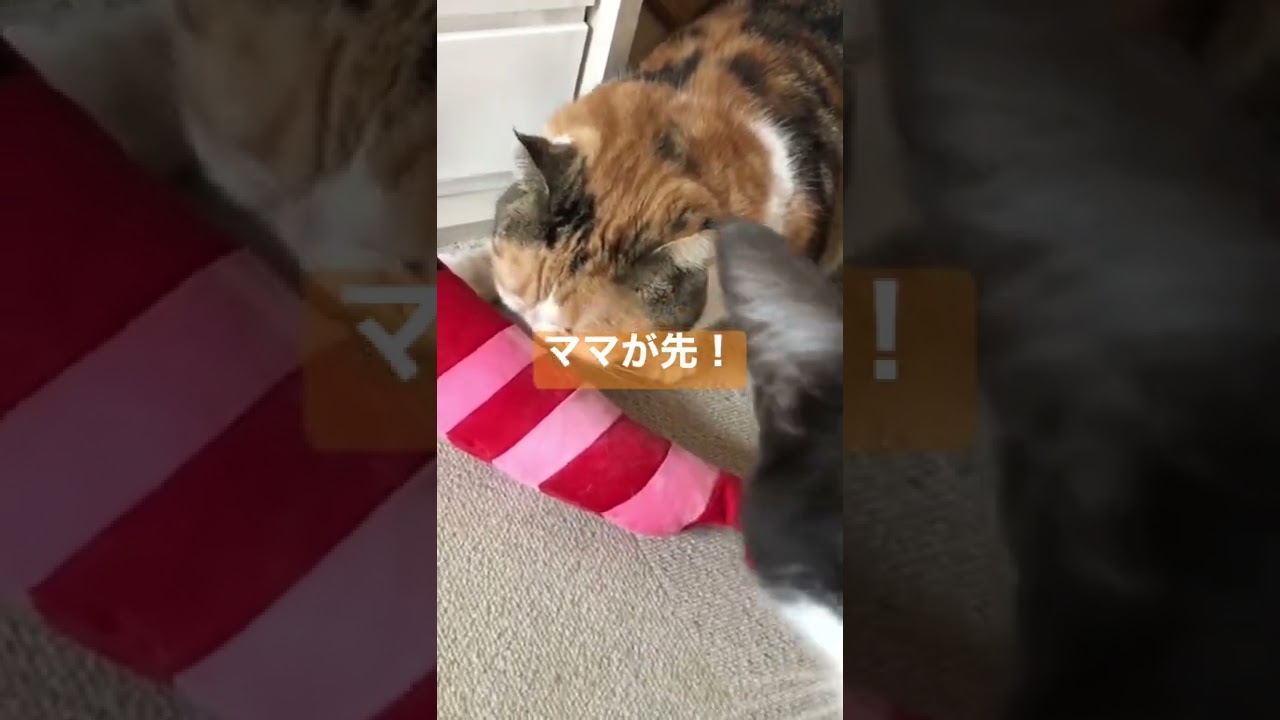 エビを取り合う親子猫(スコティッシュフォールド) #shorts