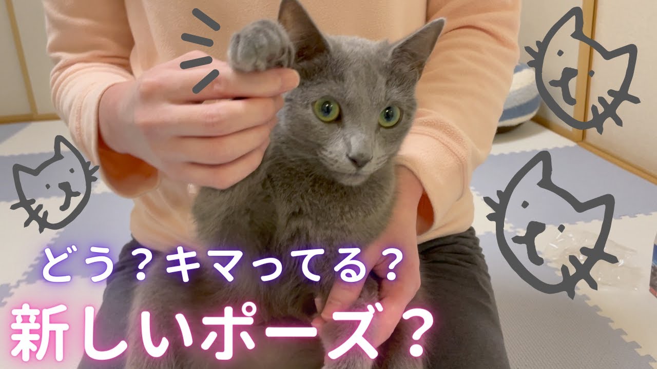 【後編】新しい友達が来たよ♪な猫（ロシアンブルー）