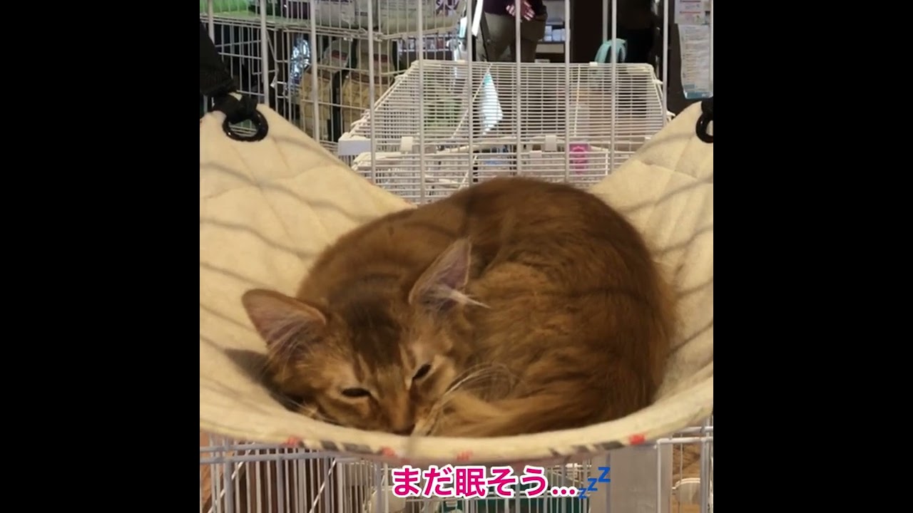 スヤスヤ眠る子猫のソマリが可愛過ぎた #shorts #子猫 #ペットショップ