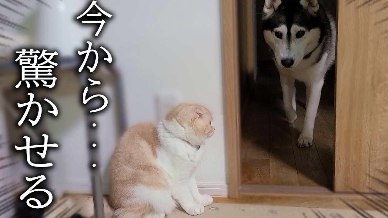 こっそり隠れて子猫がハスキー犬を驚かせようとしたら... 笑