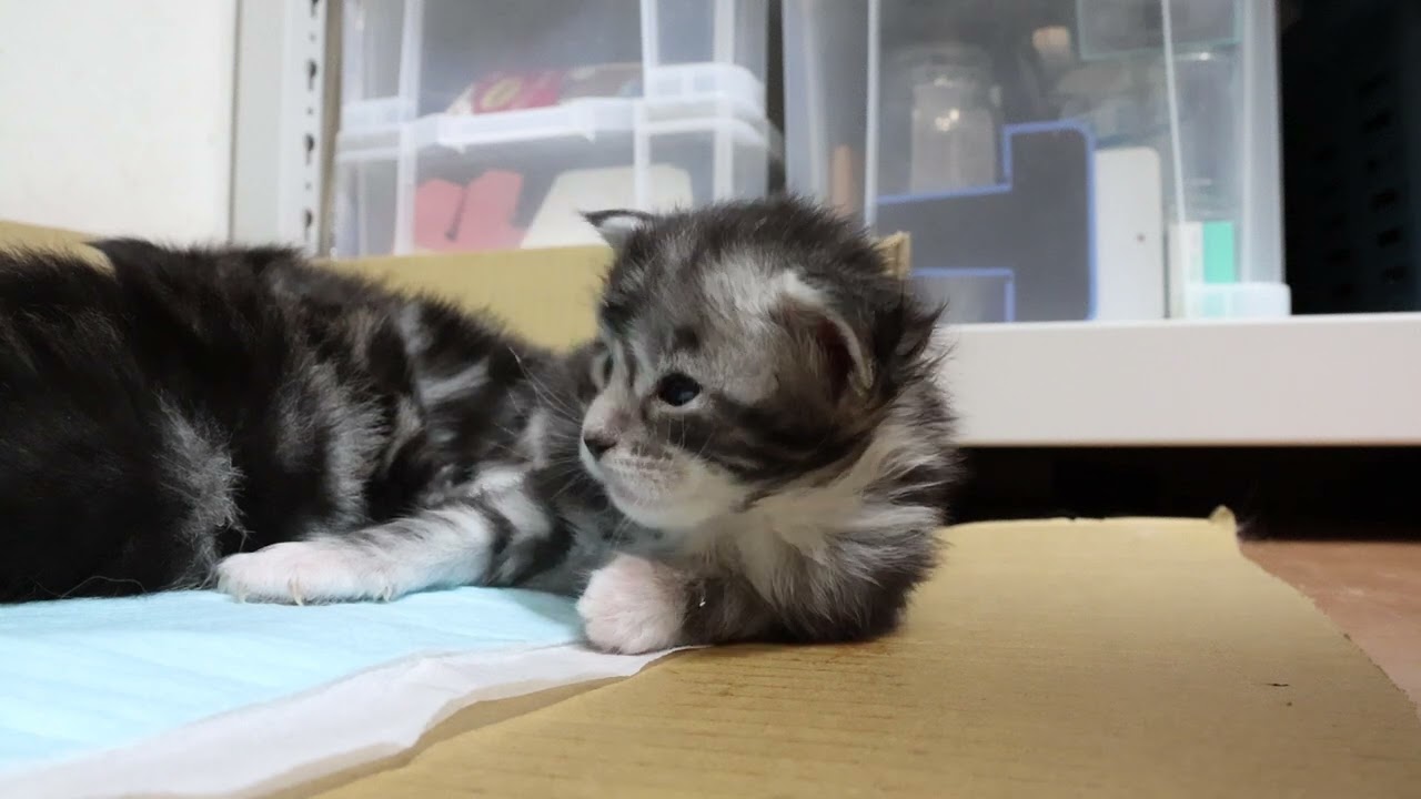 キュートなシルバーのメインクーン子猫