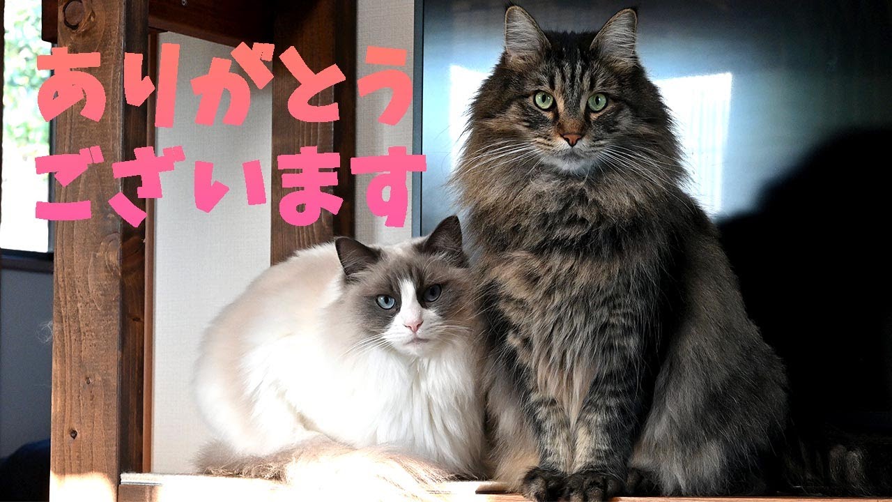 【お礼】お悔やみのお言葉、お気遣いありがとうございました！人工芝にすっかり慣れて走り周るラグドール、寛ぐメインクーンとサイベリアン！