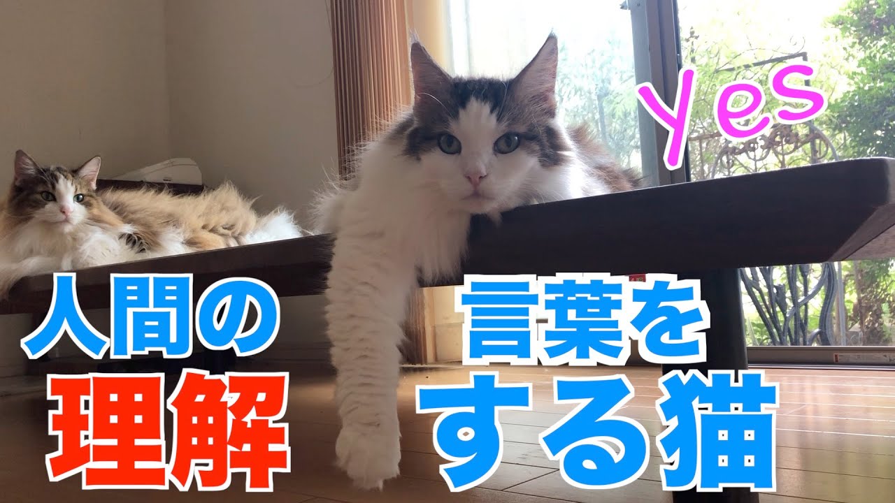 人間の言葉を理解する猫【ノルウェージャンフォレストキャット5匹と暮らす我が家の事情】